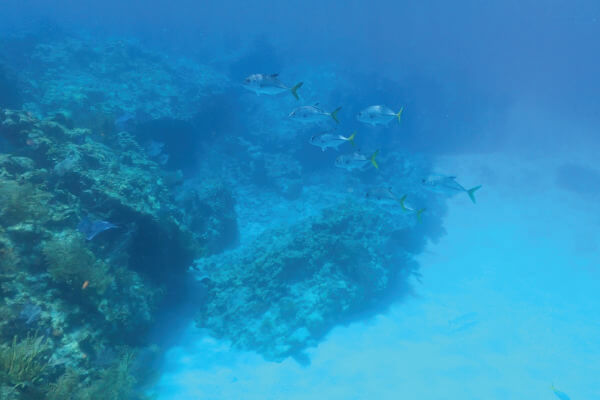 Calming-underwater-scene-of-looe-key-reef
