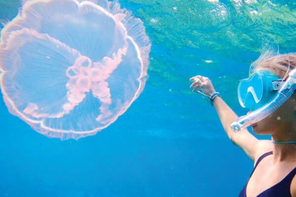 Teen girl snorkeling in the florida keys while on a boat tour with saltwater seafari. Next to her is a giant harmless jellyfish. It's translucent and beautiful.