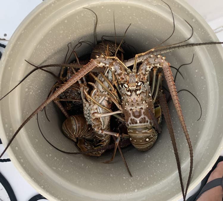 Lobsters in a bucket