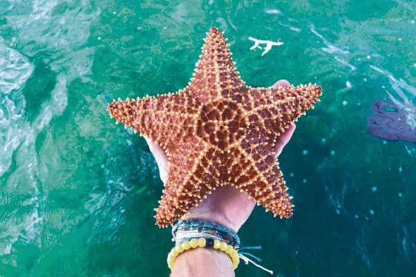 Photo of woman's hand holding a giant starfish.