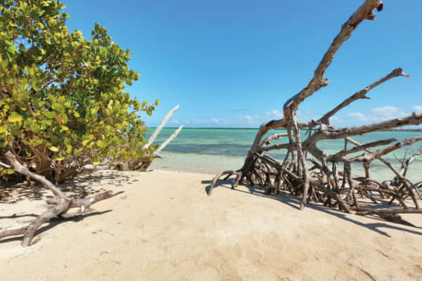 Photo of driftwood and life trees on a sandbar island